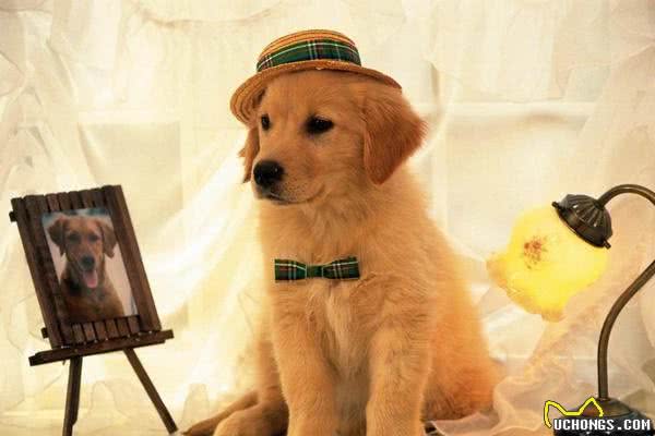 为什么刚买的狗狗容易得病，新购犬容易得病的五大根本原因！