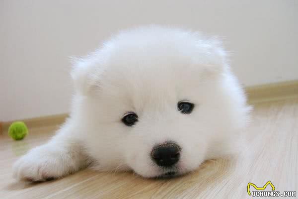 为什么刚买的狗狗容易得病，新购犬容易得病的五大根本原因！