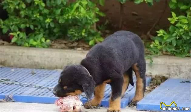新手养犬注意事项