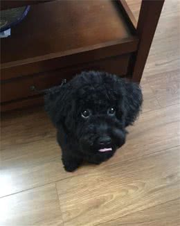 这些错误的养狗理念要不得