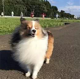 毛太美也是一种负担，犬种小科普之容易风中凌乱的喜乐蒂牧羊犬！