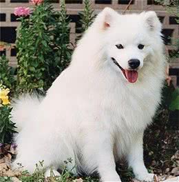 最能抗拒寒冷却保护主人不受冻的狗狗:爱斯基摩犬微笑天使