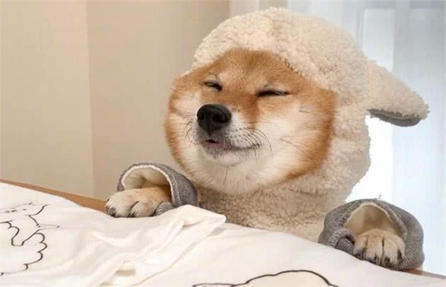 指甲也是狗狗健康的重要指标