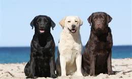 纯种拉布拉多犬有“这6个特点”，不少人养的都是串，你家狗狗纯吗