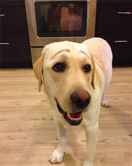 狗狗天生与众不同，脸上长有一对眉毛，网友：确定不是画的？