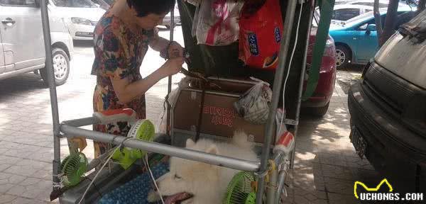 羡慕,这只狗狗出门有专车车上装着5个小风扇为它吹风降温