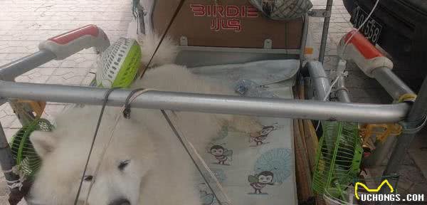 羡慕,这只狗狗出门有专车车上装着5个小风扇为它吹风降温