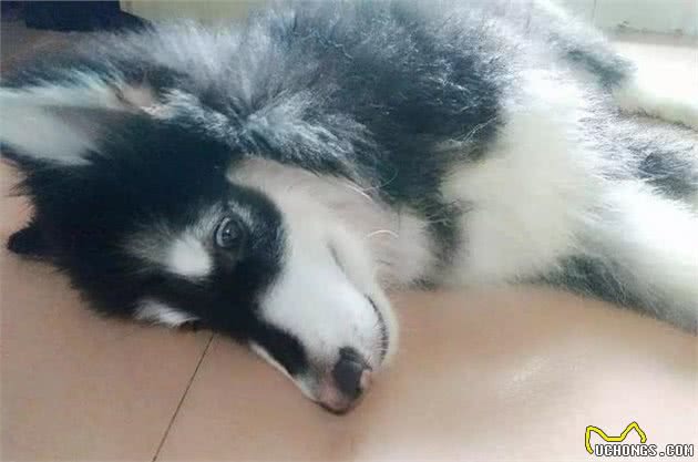 辟谣，狗狗舔鼻子会导致退色？并不是如此，主因是黑色素沉积问题！