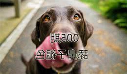 辟谣，狗狗舔鼻子会导致退色？并不是如此，主因是黑色素沉积问题！