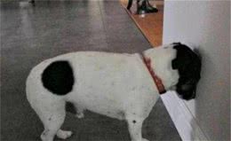 狗狗身体发出这5个信号时，建议马上就诊，以防止耽搁病情