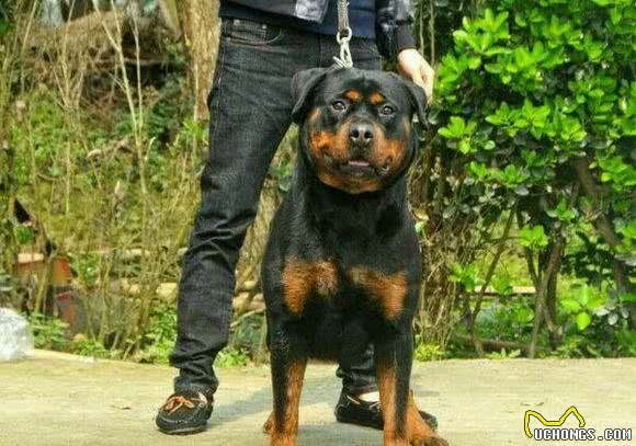 四到七个月罗威纳犬养殖方法