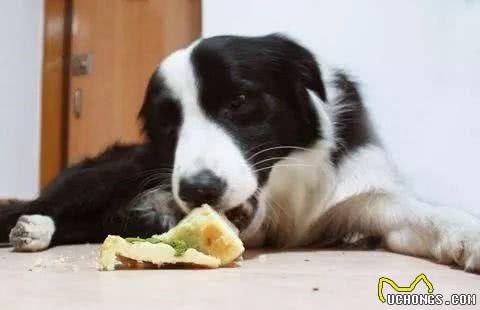 狗狗为什么偏爱吃甜食?究竟狗狗能够吃甜食吗?