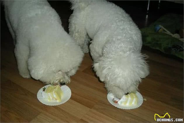 狗狗为什么偏爱吃甜食?究竟狗狗能够吃甜食吗?