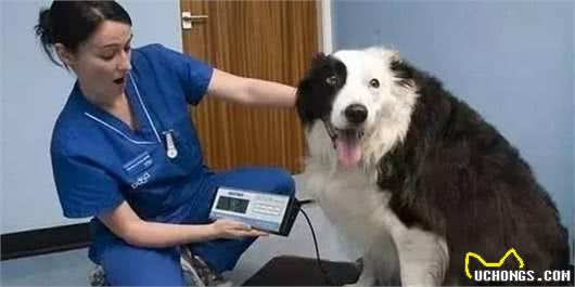 狗狗为什么偏爱吃甜食?究竟狗狗能够吃甜食吗?