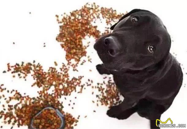 狗狗为什么偏爱吃甜食?究竟狗狗能够吃甜食吗?