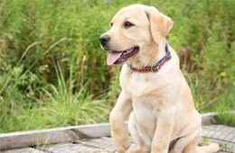 爱犬对陌生人太过热情怎么办？