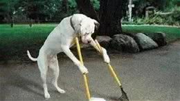 教狗狗定点大小便方法，十个人有九个都用错方法了，你错了吗？