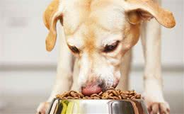 狗狗常常消化不良，犬粮要是没问题，多是这5种喂食方式导致