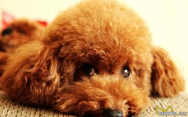 怎么挑选泰迪“贵宾”犬？