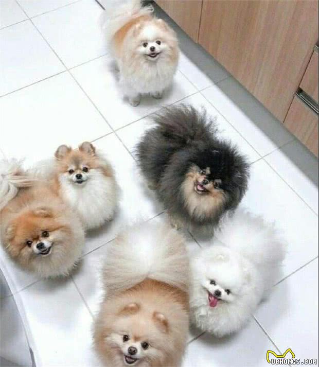 轻松让博美犬变身成萌俊介