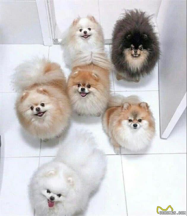轻松让博美犬变身成萌俊介