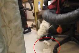 狗狗在家搞破坏，被现场抓包后先是一愣，接下来的反应够我笑半年