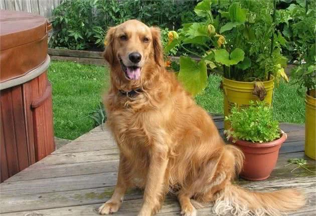 世界上最忠心的4种狗狗：金毛犬垫底，中华田园犬仅排第二！