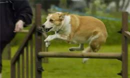 |训练|狗狗爱扑人，是它的错还是你的错？