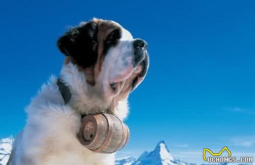 欧洲历史上最著名的搜救犬