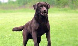 对人类最友好的“5种”犬，金毛犬居然上榜？第一谁牵跟谁走！