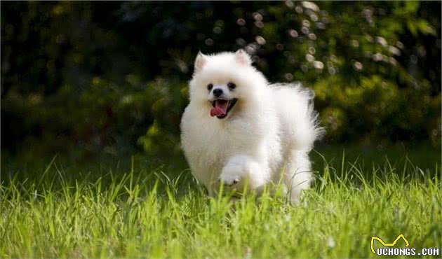 宠物百科之博美犬