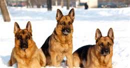 德国牧羊犬的“5大优点”，养它不后悔！