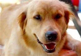 狗狗怀孕要吃什么保证平时的饲养水平