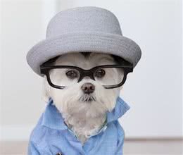 如何在家给狗狗做“美容”？按这个顺序做准没错，简单又省钱！
