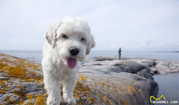 饲养比熊犬的6大“误区”，你都避开了吗？