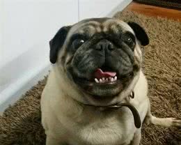 爱犬走失上网求助脸书大神，结果竟得到一只陌生狗！