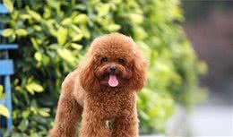 饲养贵宾犬的4大雷区，你踩中了几个？