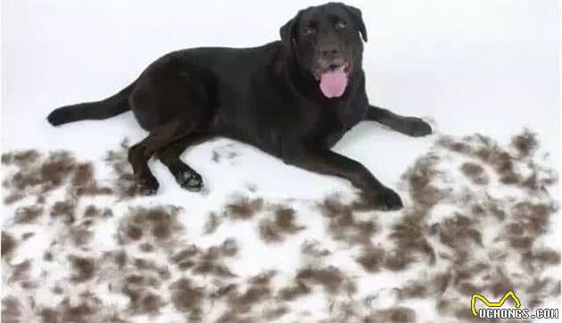 拉布拉多犬的“缺陷”很多，但依然有很多人养它