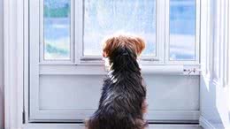 如何能让狗狗冷静面对门？三招教你，让狗狗学会把握看门的礼节