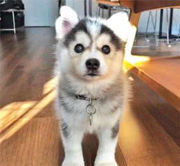 免费领养狗狗的正确方法，请给它们一个温暖的家