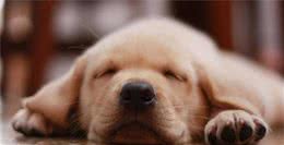 狗狗肠胃不好怎么办？吃什么犬粮好？
