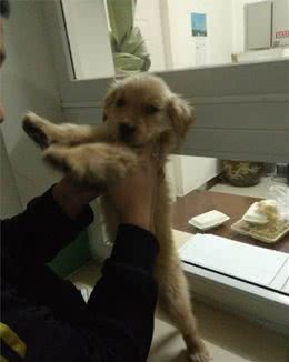 相由心生，境随心转，怎么从外表选择健康的幼犬？
