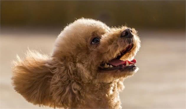 兽医：泰迪犬6大饲养禁区，别让爱变成伤害