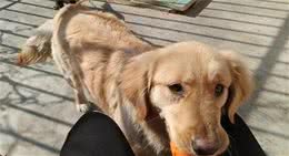 如何给金毛犬防晒？铲屎官们需要知道的一些知识