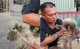 遭繁殖场丢弃的玛尔济斯犬四周流浪屎尿覆盖全身