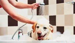 自己在家里帮狗狗洗澡，你的方法对了吗？