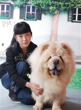 事情都有两面性，松狮犬身上的这4个“缺陷”，实际上是优点