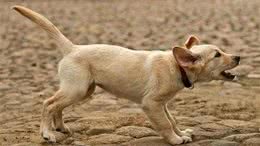 狗狗突然开始恐惧，你了解吗