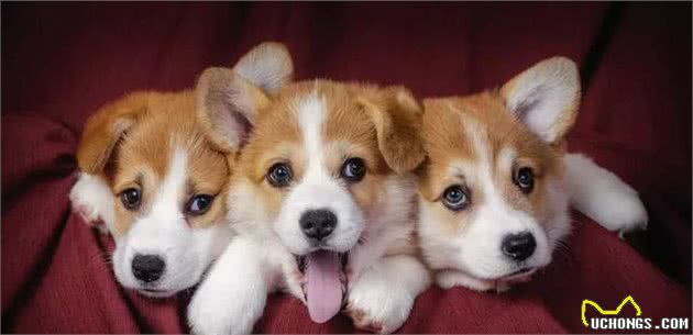 如何养狗系列200如何给病犬喂药