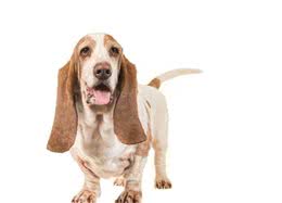 8种制止狗乱叫的方法，那种适用你家的爱犬